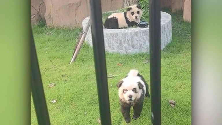 中国の動物園で飼育されている「パンダ犬」を撮影した動画の静止画像/Douyin