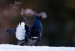 フィンランドのクーサモで寒い春の朝に求愛行動をしているクロライチョウを捉えた写真。最優秀ポートレート部門で表彰された