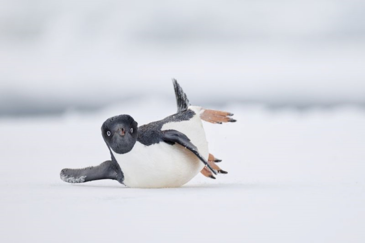 南極の氷上を滑るアデリーペンギンを捉えたこの写真はコメディー鳥写真部門の受賞作。写真家はまるで「モダンダンスの動きをしている」かのようだと語った/Nadia Haq/Bird Photographer of the Year