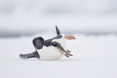 南極の氷上を滑るアデリーペンギンを捉えたこの写真はコメディー鳥写真部門の受賞作。写真家はまるで「モダンダンスの動きをしている」かのようだと語った