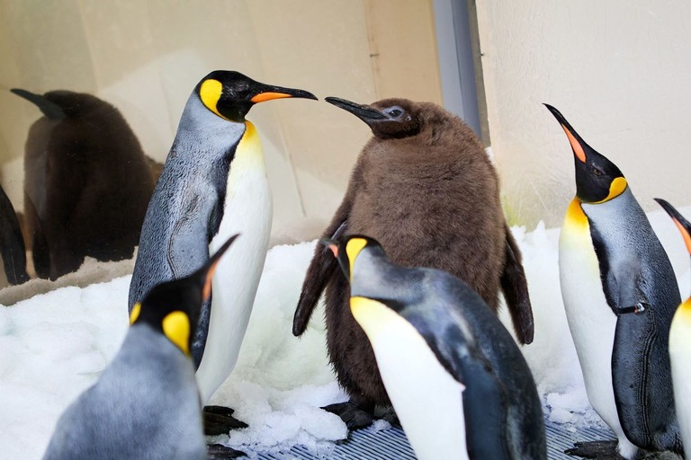 羽毛が生え替わった他のペンギンと交流するペスト/SEA LIFE Melbourne Aquarium via CNN Newsource