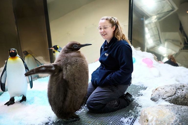 既に親鳥よりも背が高くなった赤ちゃんペンギンの「ペスト」と飼育員/SEA LIFE Melbourne Aquarium via CNN Newsource