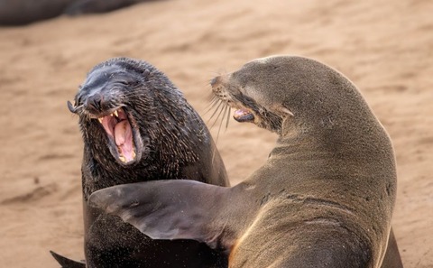 コメディー野生動物写真賞、今年の候補作を見る