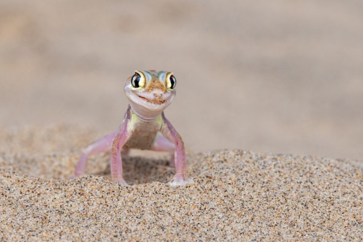 スイスの写真家がナミビアで撮影した「ヤモリのファッションモデル」/Michela Bordoli/Nikon Comedy Wildlife