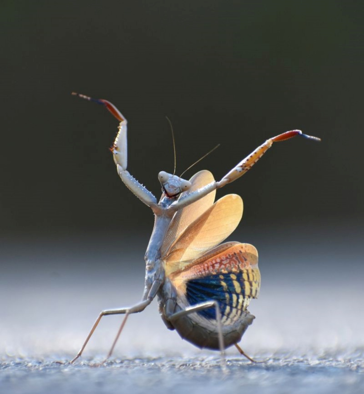 地面の上で踊っているようなカマキリを捉えた「カマキリのフラメンコ」。スペインの写真家がオンダ近郊で撮影/Jose Miguel Gallego Molina/Nikon Comedy Wildlife