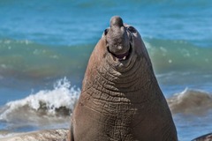 アルゼンチンの写真家がバルデス半島で撮影した、笑っているかのようなミナミゾウアザラシ