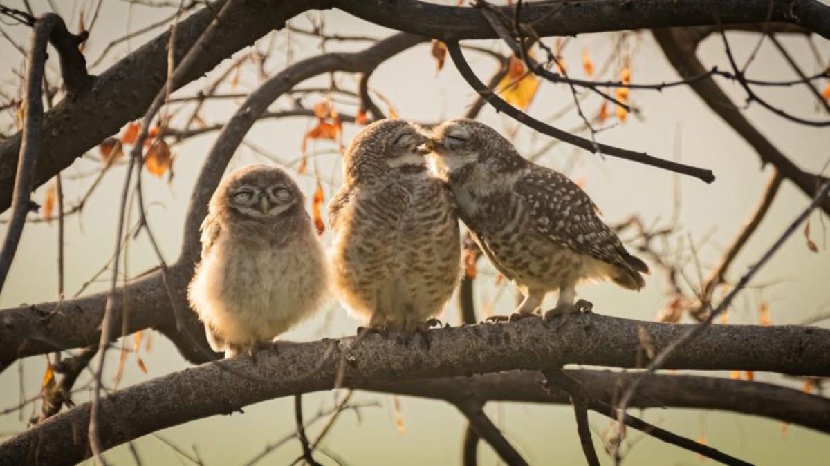 インドの写真家がグルグラムで撮影。親フクロウがキスする傍らで気まずそうにしている赤ちゃんフクロウを捉えた/Sarthak Ranganadhan/Nikon Comedy Wildlife