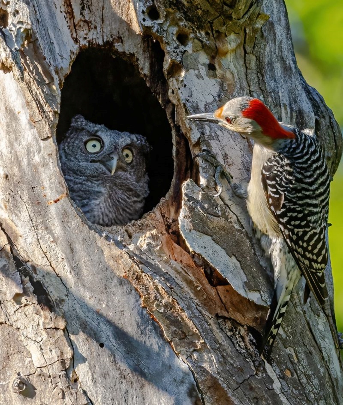 米国の写真家がオハイオ州の公園で撮影。フクロウの巣を調べるメスのシマセゲラを捉えたこの写真のタイトルは「あなたは私のお母さんじゃない」/Randy Herman/Nikon Comedy Wildlife