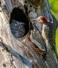 米国の写真家がオハイオ州の公園で撮影。フクロウの巣を調べるメスのシマセゲラを捉えたこの写真のタイトルは「あなたは私のお母さんじゃない」