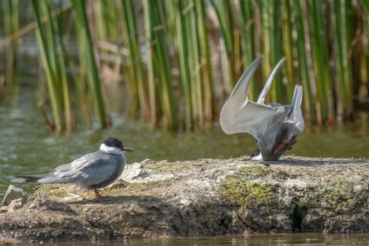 ブルガリアの写真家がスビシュトフで撮影した「着陸に失敗したクロハラアジサシ」/Damyan Petkov/Nikon Comedy Wildlife