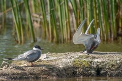 ブルガリアの写真家がスビシュトフで撮影した「着陸に失敗したクロハラアジサシ」