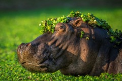 頭が水草で飾り立てられたカバの写真。ポーランドの写真家がジンバブエの国立公園で撮影