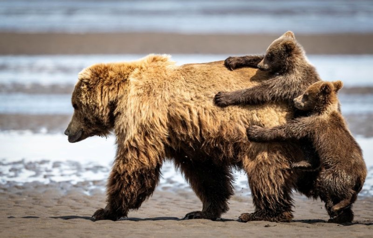 ２頭のヒグマの赤ちゃんがせっかちな母親に乗ろうとしている様子を捉えた一枚。米国の写真家が国立公園で撮影/Alexander Fine/Nikon Comedy Wildlife