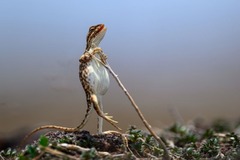 インドの写真家がマハラシュトラ州で撮影した「ロックスター」。夏の暑さを避けるために直立している雌のトカゲを捉えている