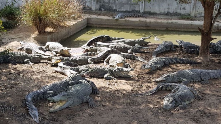 タイ北部ランプーンのワニ農場で飼育されていた絶滅危惧種のシャムワニ/Courtesy CrocodileLamphun