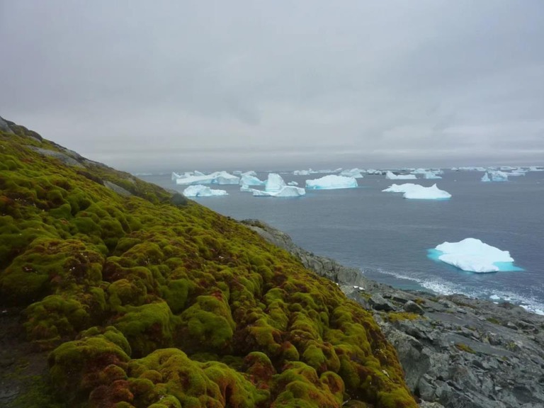 植物に覆われた南極半島近海に浮かぶグリーン島の地表/Matt Amesbury