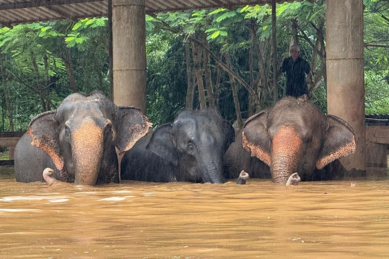 水につかりながら、高いところへ避難するゾウ/Elephant Nature Park