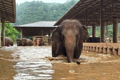 洪水でゾウ１００頭が避難、２頭死ぬ　タイ北部の保護施設