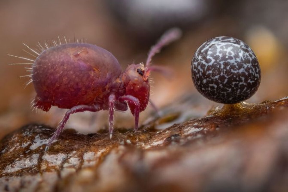 この写真にはトビムシや粘菌が捉えられている＝ドイツ/Alexis Tinker-Tsavalas/Wildlife Photographer of the Year