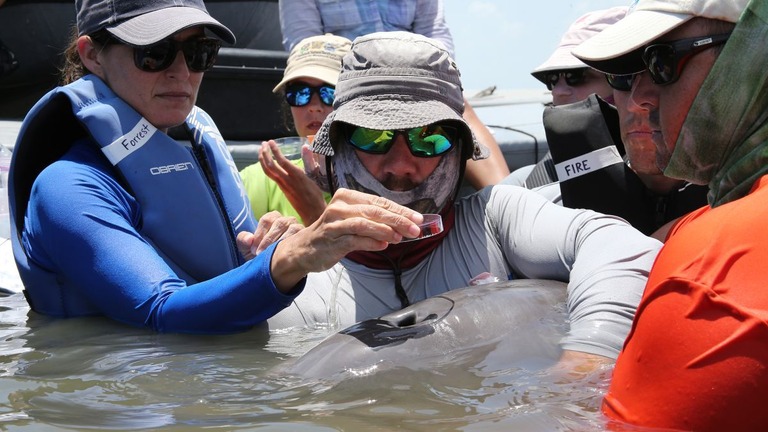 イルカの個体１１頭の呼気のサンプルからマイクロプラスチックが検出された/Todd Speakman/National Marine Mammal Foundation