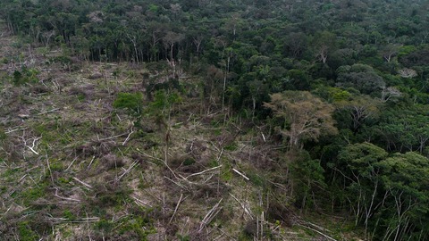 世界の樹種の３分の１が絶滅の危機、ＩＵＣＮのレッドリストで明らかに