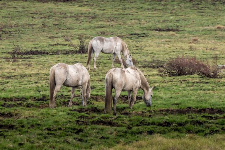 コジオスコ国立公園に生息する野生の馬/SL/iStockphoto/Getty Images