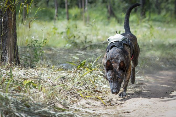 犬も野生生物の禁輸品を検知する訓練を受けているが、ＡＰＯＰＯによると、ネズミと犬では果たす役割が異なる可能性がある/Dogs have also been trained to detect wildlife contraband