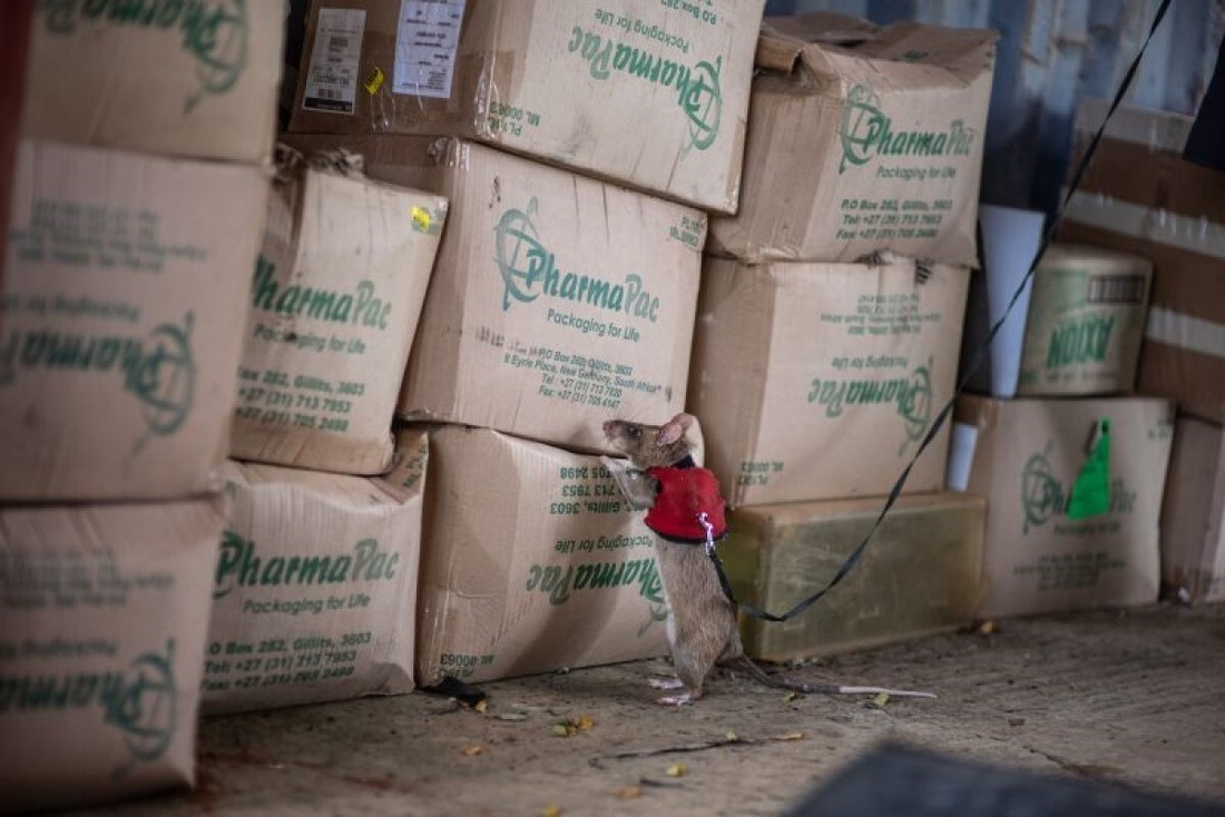 A look at the role of giant rats in tracking wildlife smuggling, weapons of scent and curiosity