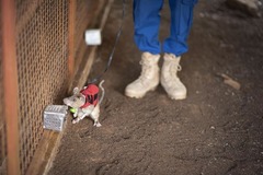 ＡＰＯＰＯによれば、野生生物違法取引検知プログラムの次の段階では、追加の実地試験や対象となる野生生物の拡大、配備戦略の高度化などを実施する方針だ