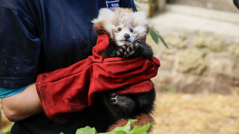 動物園によると生後３か月のロキシーは花火によるストレスで死んだとみられている/Edinburgh Zoo/X