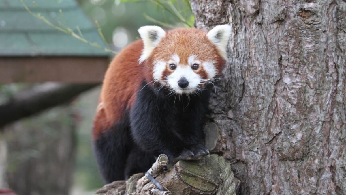 母親のジンジャーはロキシーが死ぬ５日前に死んでいた/Edinburgh Zoo