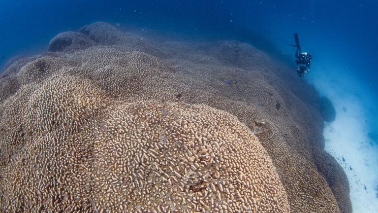 約１０億個のポリプ（サンゴの個体）でできた巨大サンゴ/Manu San Félix, National Geographic Pristine Seas