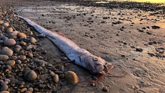 カリフォルニア州の海岸に打ち上げられたリュウグウノツカイの死骸＝６日