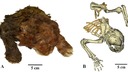 スミロドンの赤ちゃんのミイラ発見、皮や毛が残り科学者も「驚き」