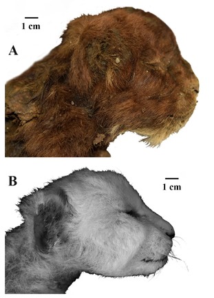 生後約３週間のスミロドン（上）と現代のライオンの子ども/courtesy Prof. Alexey V. Lopatin