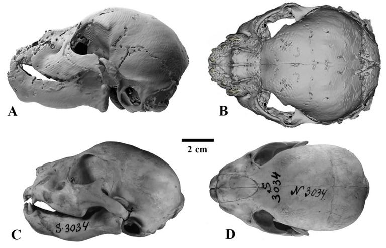 スミロドンと現代のライオンの頭蓋骨を比較。Ａ，Ｂがスミロドン。いずれも生後３カ月/courtesy Prof. Alexey V. Lopatin