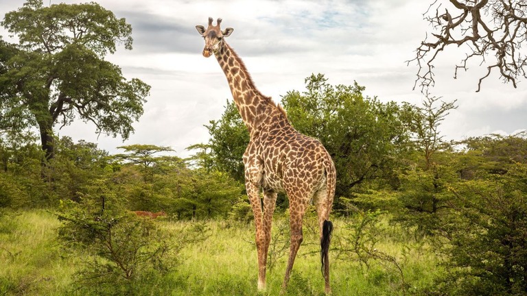 タンザニア南部の国立公園に生息する雌のマサイキリン/Andy Soloman/UCG/Universal Images Group/Getty Images