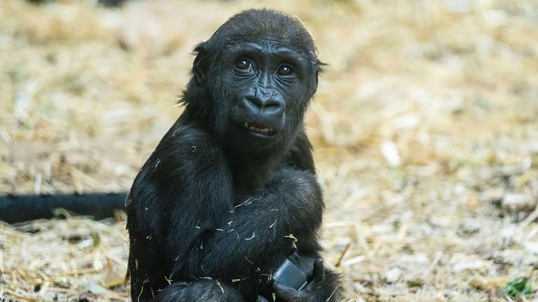 カナダの動物園で、誤って作動した油圧式のドアに頭を打って２歳のゴリラが死ぬ事故があった/From The Calgary Zoo