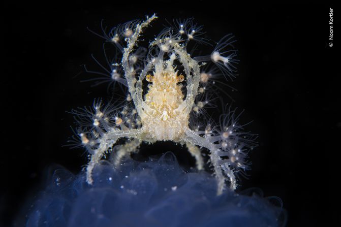 ホヤの上に乗っかったノコギリガニ＝インドネシア・コモド島/Noam Kortler/Wildlife Photographer of the Year