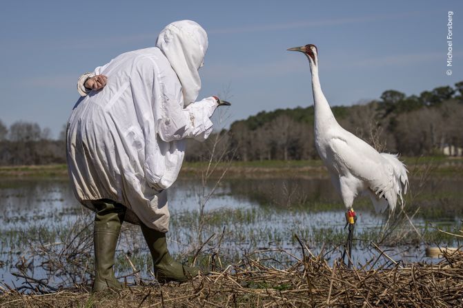 変装した生物学者が絶滅危惧種のアメリカシロヅルに近づく様子/Michael Forsberg/Wildlife Photographer of the Year