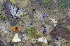 死んだチョウやガがコラージュを成す１枚＝イタリア