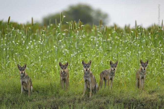 インドオオカミの群れ＝インド・ビグワン/Arvind Ramamurthy/Wildlife Photographer of the Year