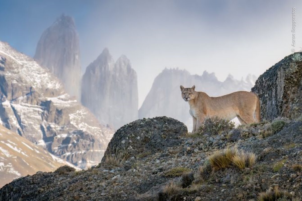 チリのトーレス・デル・パイネ国立公園で撮影されたピューマの写真/Aaron Baggenstos/Wildlife Photographer of the Year