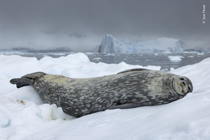 南極に浮かぶ氷の上で休むウェッデルアザラシ/Sue Flood/Wildlife Photographer of the Year.