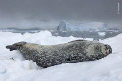 南極に浮かぶ氷の上で休むウェッデルアザラシ