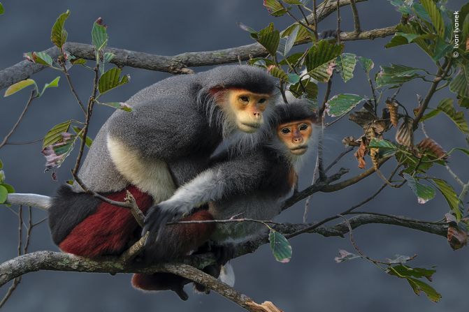 交尾をするアカアシドゥクラングールのペア＝ベトナム・ソンチャ半島/Ivan Ivanek/Wildlife Photographer of the Year