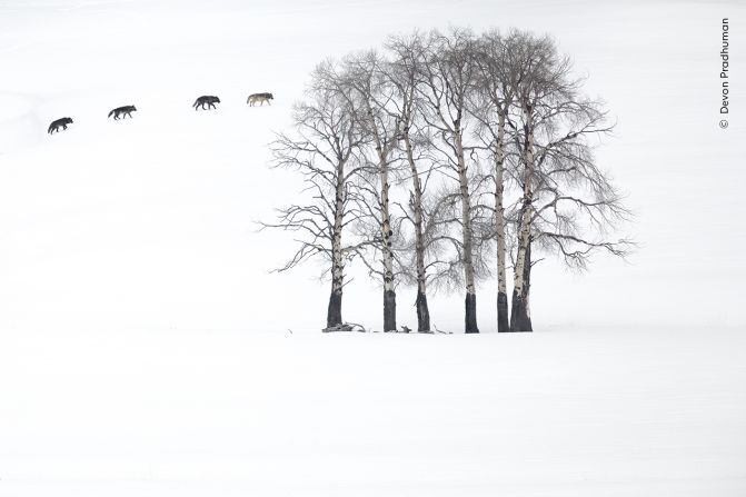 米イエローストーン国立公園の雪景色を横断する４頭のハイイロオオカミ/Devon Pradhuman/Wildlife Photographer of the Year