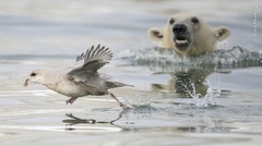 ホッキョクグマの子どもがフルマカモメを奇襲しようとする様子