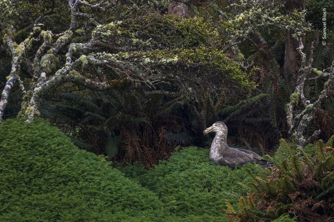 巣にいるところを撮影されたキタオオフルマカモメ＝ニュージーランド・エンダービー島/Samuel Bloch/Wildlife Photographer of the Year