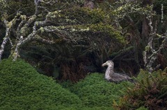 巣にいるところを撮影されたキタオオフルマカモメ＝ニュージーランド・エンダービー島